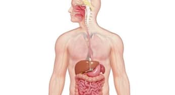 19 sự thật thú vị về hệ tiêu hóa
