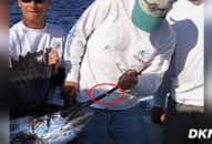 Người đàn ông ly hôn, tháo chiếc nhẫn đeo lên mũi cá kiếm, 3 năm sau… thật khó tin