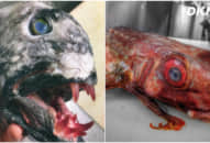 Ngư dân Nga công bố bộ ảnh ‘thủy quái ngoài hành tinh’ mới khiến người YẾU TIM phải toát mồ hôi hột