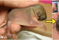 Tìm được ’sinh vật lạ’ trên vỉa hè anh đem về chăm sóc, 3 tháng sau không ngờ nó lớn thành ra con vật này!