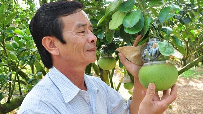 ‘Cháy hàng’ trái cây độc lạ chưng Tết Nguyên đán mặc dù giá tận 1,5 triệu đồng/quả