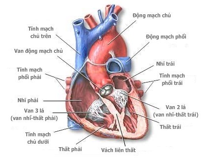 Những biểu hiện của bệnh hở van động mạch chủ?