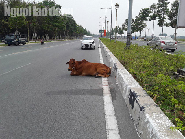 Vụ con bò &#8216;biến mất&#8217; ở trụ sở: Lãnh đạo Công an TP Thủ Dầu lên tiếng, chủ xe cương quyết đòi trả lại