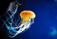 Băng gạc làm từ sứa giúp vết loét nhanh lành