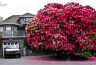 15 ‘nữ hoàng’ cây đáng kinh ngạc nhất thế giới, #1 khiến vạn người mê