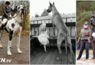 15 chú chó khổng lồ siêu dễ thương dù có thể làm bạn ‘sốc toàn tập’