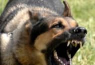 Bé trai 8 tuổi nhập viện vì chó cắn vào mắt