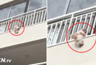 Chú chó rơi ra ngoài ban công tầng 3, hàng xóm liền dùng cách này giải cứu thành công