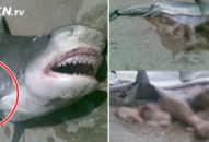 Thuyền viên mất tích bí ẩn, 3 ngày sau bắt được cá mập hổ, mổ bụng ra không ai dám nhìn khi thứ này bật ra