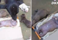 Chó sinh ra không có lông mang khuôn mặt ‘nửa người’ khiến gia đình hoảng loạn, đến lúc chuyên gia đến mới phát hiện sự thật…