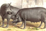 5 con giáp nữ vừa giỏi kiếm tiền, tính tình rất ngoan hiền, chồng bảo gì nghe nấy