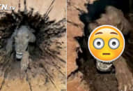 Đốn hạ cây cổ thụ thân liền nứt làm đôi, thứ bên trong được chôn vùi gần 40 năm lộ diện mà giật mình