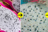 Ngồi tỉ mỉ tách từng hạt thanh long, cô gái khiến cả nhà ngỡ ngàng với món quà Tết đặc biệt ý nghĩa