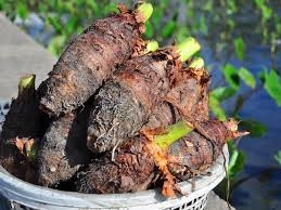 Một làng 3.653 người không ai bị ung thư, hóa ra là bởi ăn thứ Việt Nam có rất nhiều này