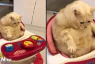 Mèo lén ngồi lên xe đẩy trẻ em, hành động tiếp theo của nó khiến dân mạng cười nghiêng ngả