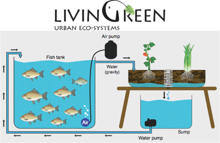 Nuôi cá giữa sa mạc, cách làm của người Do Thái khiến cả thế giới phải nể phục