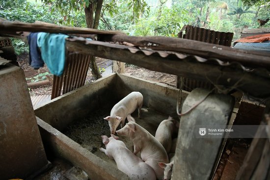 Cùng ở Đắk Lắk, H&#8217;Hen Niê vẫn sống ở nhà sàn, trồng trọt với chăn nuôi, nhìn sang nhà Nhã Phương mà ngỡ ngàng