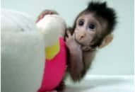 Thế giới công bố nhân bản thành công trên khỉ