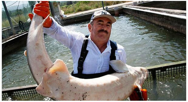 Nuôi cá giữa sa mạc, cách làm của người Do Thái khiến cả thế giới phải nể phục