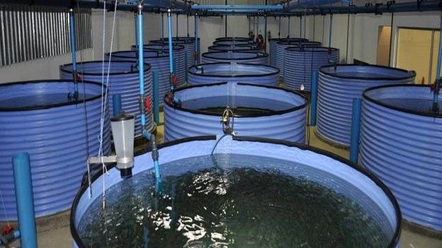 Nuôi cá giữa sa mạc, cách làm của người Do Thái khiến cả thế giới phải nể phục