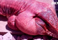 Cô gái có sở thích lạ, đều ôm ‘quái vật máu lạnh’ này đi ngủ hàng đêm, chồng cô còn đồng ý…