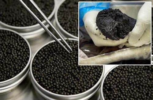 Quy trình sản xuất tỉ mỉ khó tin trứng cá caviar đắt nhất thế giới