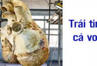 23 hình ảnh về những thứ bạn không thể tưởng tượng ra trên đời, #2 trứng cá mập trông ra sao?