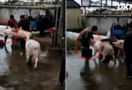 Hy hữu: Lợn xông vào húc người, ‘giải cứu’ đồng loại sắp bị thịt