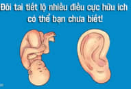 Hình dáng đôi tai tiết lộ điều gì về cơ thể bạn? Nhìn ngay #2 để biết bạn mang ‘gen lặn hay gen trội’