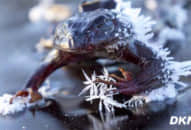 Kinh ngạc: Loài sinh vật lạ biết ngừng tim, hóa đá trong 7 tháng chờ hết rét rồi… hồi sinh