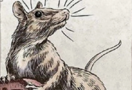 Kể từ năm 2018, ai thuộc 4 con giáp này sẽ ‘3 lầu 4 bánh’ trong vòng 2 năm nữa