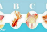 Chọn ra chú cá vàng bạn yêu thích nhất, từ đó đoán biết vận may gần đây của bạn là gì