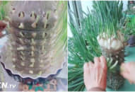 Cô lấy 1 chiếc chai nhựa và những nhánh tỏi tươi, thành quả 10 ngày sau khiến ai cũng muốn làm theo