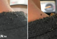 Hành khách thấy thứ gì đó bò ra từ cổ áo tài xế, nhìn gần mới biết… Cảnh tượng thật đáng sợ