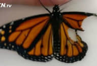 Chú bướm bị gãy cánh không thể bay được, cô gái phẫu thuật ghép cánh cho nó, ngày hôm sau thật kinh ngạc