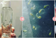 Cô gái nuôi đầy ‘nòng nọc’ trong chai nước, lúc nở ra sinh vật kỳ lạ thật đáng yêu