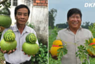 ‘Cháy hàng’ trái cây độc lạ chưng Tết Nguyên đán mặc dù giá tận 1,5 triệu đồng/quả