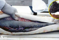 Quy trình sản xuất tỉ mỉ khó tin trứng cá caviar đắt nhất thế giới