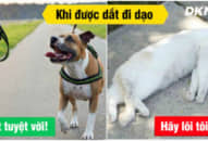 Phì cười trước 13 bằng chứng cho thấy chó và mèo đến từ… 2 thế giới khác nhau, #7 quá chuẩn