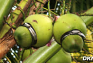 Lão nông miền Tây ‘nặn’ dừa hồ lô giá 200.000 đồng/quả cháy hàng dịp Tết