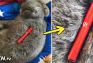 Khi chủ nhân bán hàng online thì ‘thú cưng’ cũng phải hy sinh một chút để cải thiện thu nhập cho gia đình