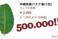 Lá chuối tươi đăng bán trên Amazon gần 500 nghìn 1 lá, mua 5 lá giảm giá còn 1 triệu 2