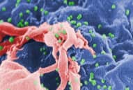 Ung thư, HIV có thể phòng bằng vắc xin trong thập kỷ tới