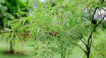 Điều bí ẩn sau vẻ đẹp của cây đinh lăng
