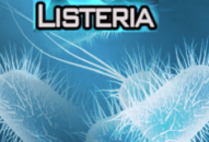 Triệu chứng, chẩn đoán và điều trị bệnh có nhiễm vi khuẩn Listeria monocytogenes(Listeriosis)