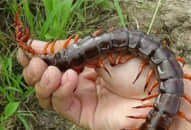 Bé gái bị con rết dài 30 cm chui vào mùng cắn