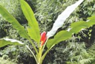 Chuối hột rừng món ăn  – bài thuốc nhiều công dụng