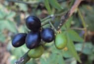 Ba gạc: vị thuốc thanh nhiệt và giáng hỏa