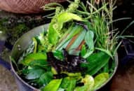 Bài thuốc chữa cảm mạo