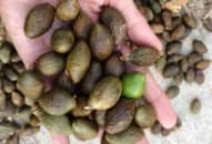 Bài thuốc chữa khàn tiếng